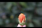風鈴花-花苞02.jpg