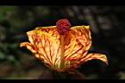 風鈴花-花蕊04.JPG