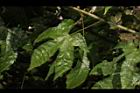 風鈴花-葉06.JPG
