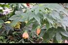 風鈴花16.jpg