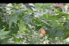 風鈴花24.jpg