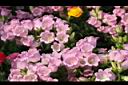 風鈴草-粉紅花02.jpg