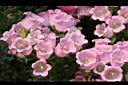 風鈴草-粉紅花05.jpg