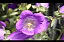 風鈴草-紫花10.JPG