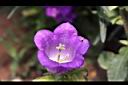 風鈴草-紫花11.JPG