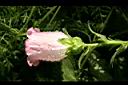 風鈴草-花06.jpg