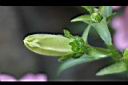 風鈴草-花苞01.jpg