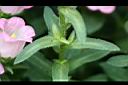 風鈴草-葉.jpg
