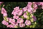 風鈴草-粉紅花04.jpg