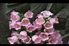 風鈴草-粉紅花07.jpg