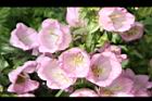 風鈴草-粉紅花13.JPG