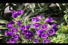 風鈴草-紫花05.JPG