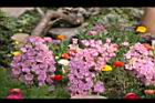 風鈴草-花35.jpg
