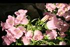 風鈴草-花39.jpg