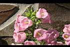 風鈴草-花40.jpg