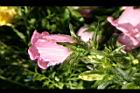 風鈴草-花41.jpg