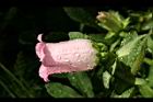 風鈴草-花43.jpg