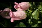 風鈴草-花44.jpg