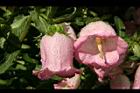 風鈴草-花45.jpg