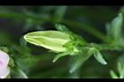 風鈴草-花苞02.jpg