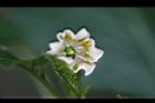 風鈴辣椒-花03.jpg
