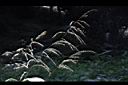 颱風草-花序00.JPG