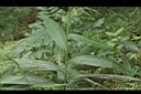 颱風草-葉02.JPG