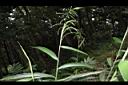 颱風草-葉序00.JPG