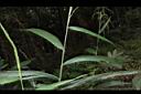 颱風草-葉序01.JPG