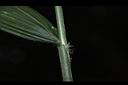 颱風草-葉鞘03.JPG