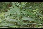 颱風草-葉01.JPG
