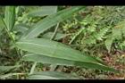 颱風草-葉05.JPG
