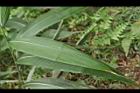 颱風草-葉06.JPG