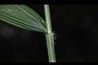 颱風草-葉鞘02.JPG