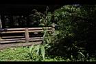 颱風草02.JPG
