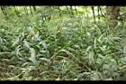 颱風草05.JPG