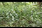颱風草06.JPG