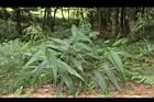 颱風草08.JPG