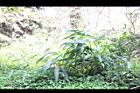 颱風草14.JPG
