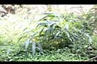 颱風草15.JPG