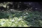 颱風草20.JPG