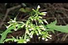 飛機草-花14.JPG