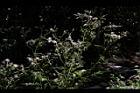 飛機草-花16.JPG