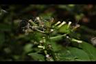 飛機草-花18.JPG