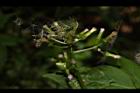 飛機草-花20.JPG