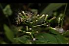 飛機草-花21.JPG