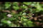 飛機草-花24.JPG