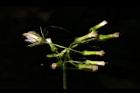 飛機草-花25.JPG