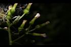 飛機草-花28.JPG