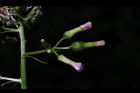 飛機草-花29.JPG